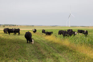 Managed Grazing Can Help Your Bottom Line