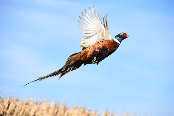 Pheasant Season Opens Tomorrow