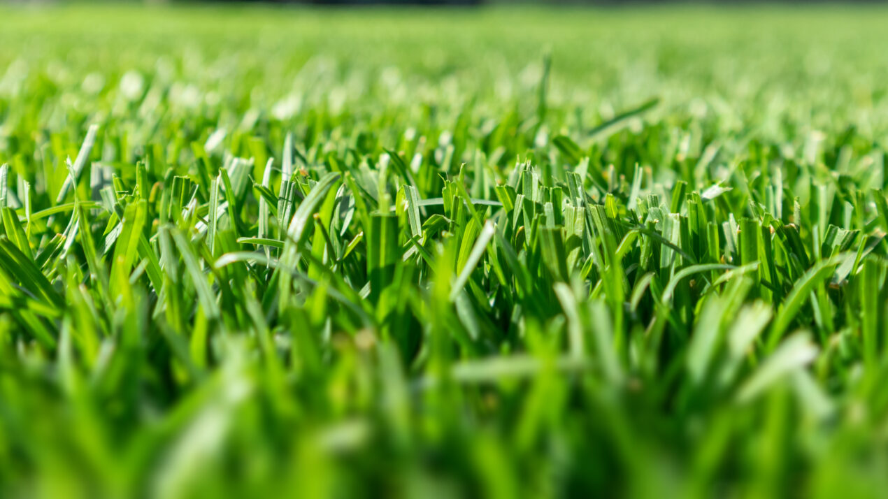 Know What’s Going On The Lawn