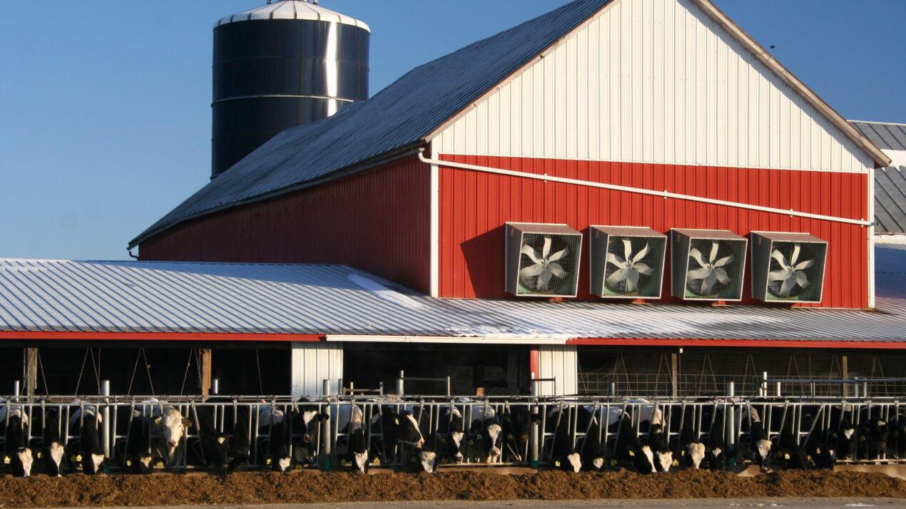 Balancing Winter Barn Ventilation & Cow Health