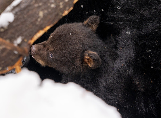 Have You Seen A Black Bear Den?