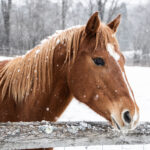 horses in the winter, equine care