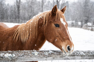 Your Guide to Winter Equine Care