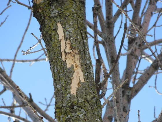 Watch For Signs Of Emerald Ash Borer