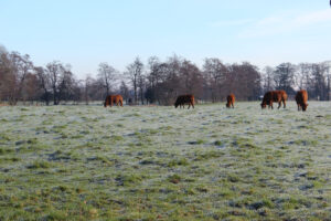 Managing Pastures in Mild Winter Weather
