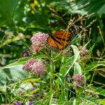 Monarch,Butterfly,On,Milkweed,Plant,In,The,Native,Plant,Garden