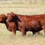 Red,Angus,Cows,On,Pasture