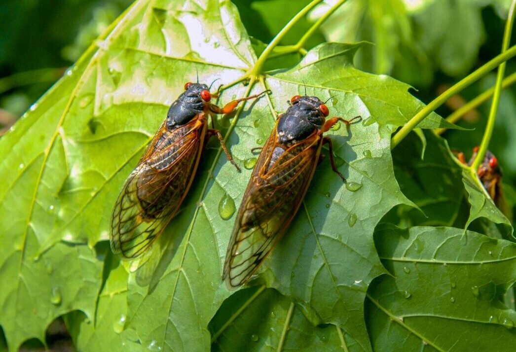 Now, You Can Track The ‘Cicadapocalypse’