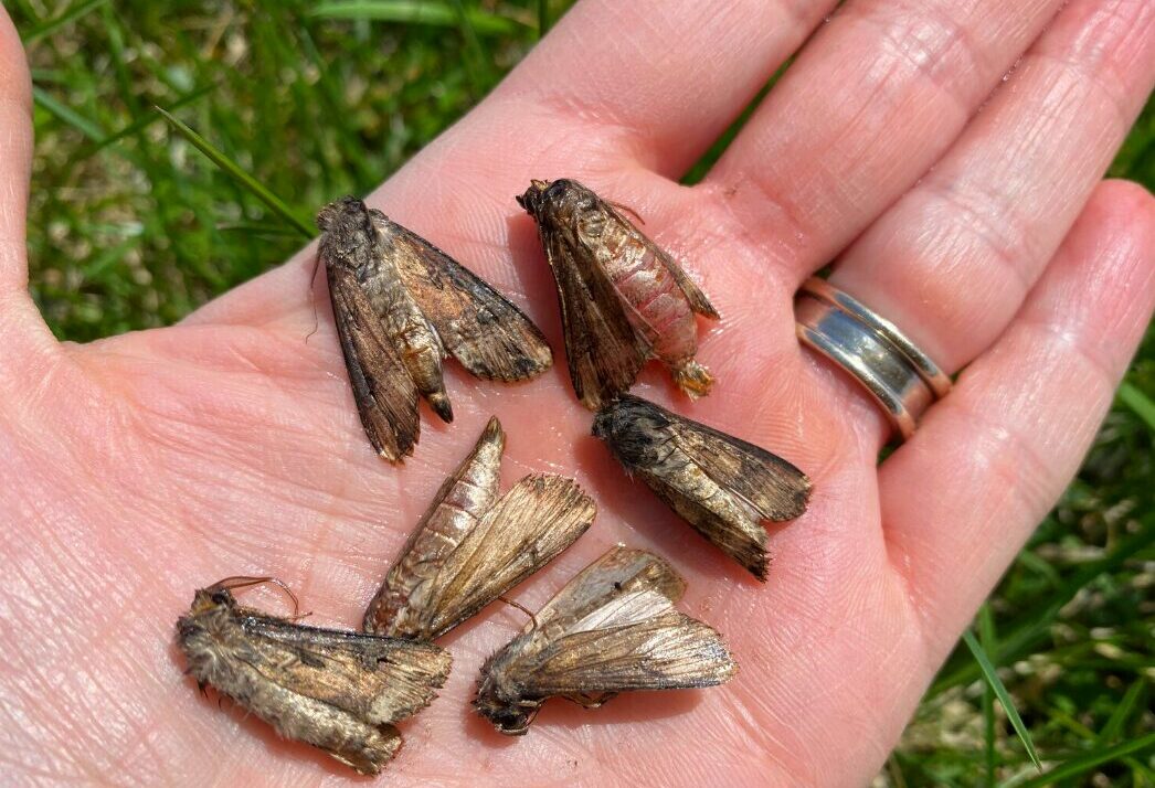Black Cutworm Moths Arrive In Wisconsin