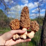 morel mushroom