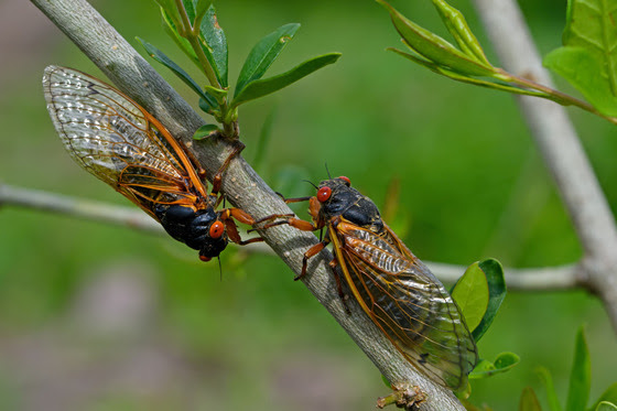 Cicadas Have Begun To Emerge