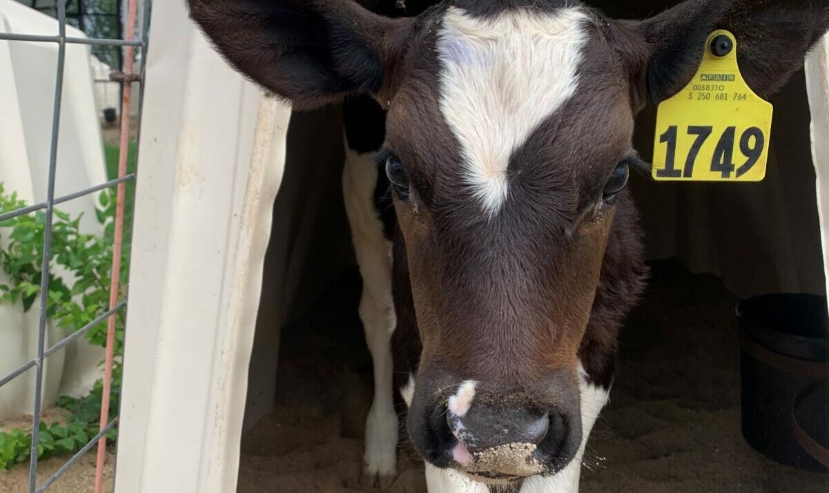 Improving Calf Health in Heat