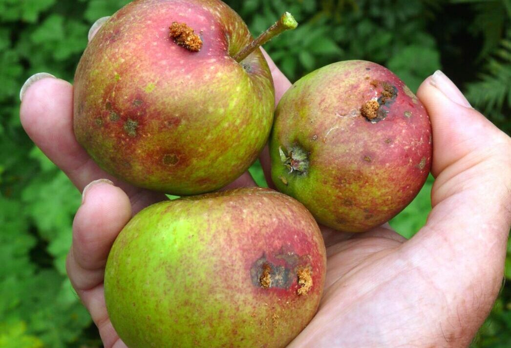 Keep Your Apple Pest Traps Up