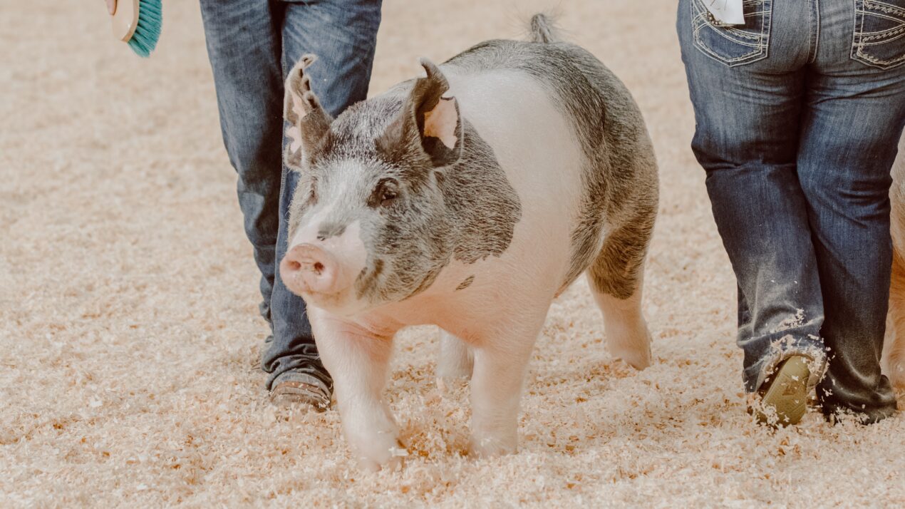 Youth Pig Project Scholarship Available
