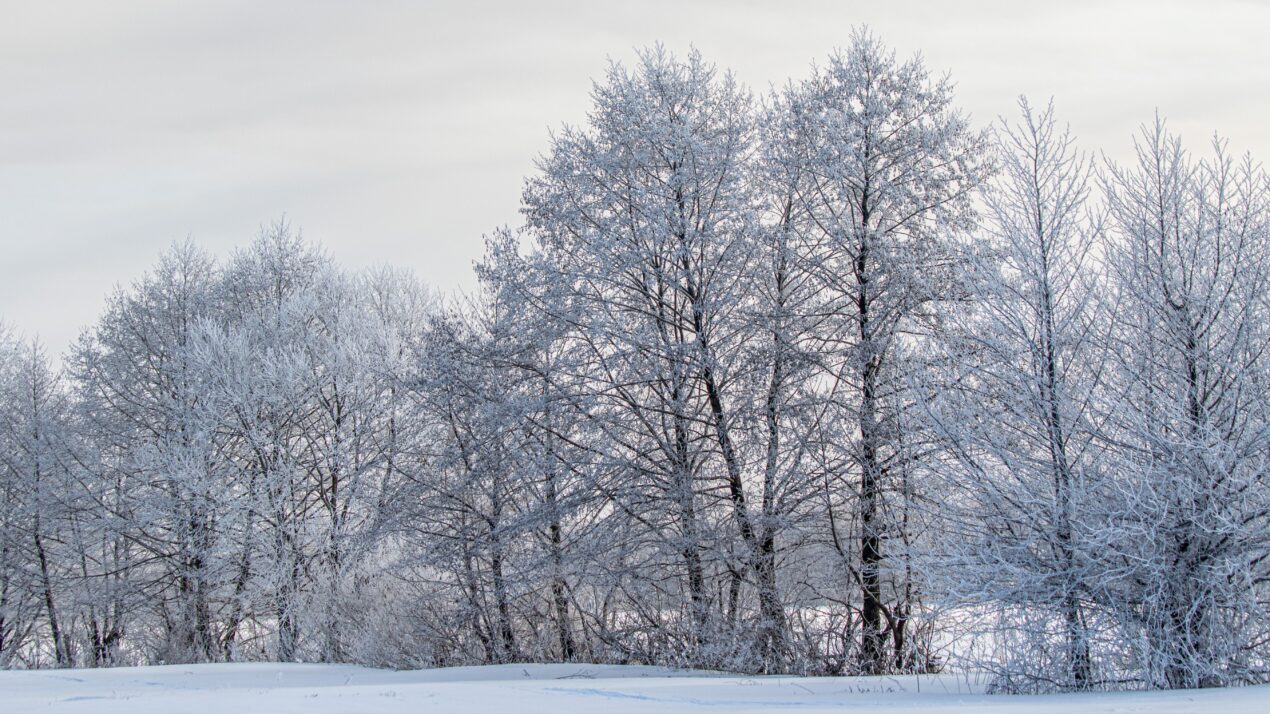 How Winter Weather Effects Trees