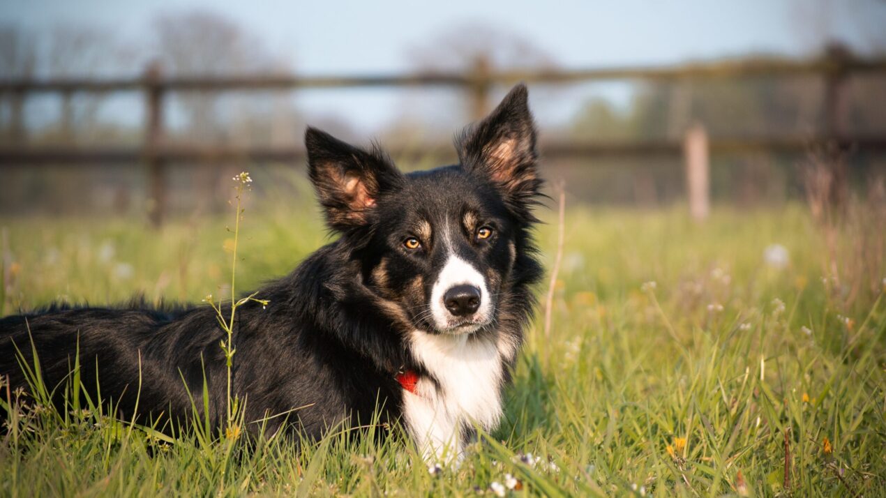 Farmers’ Best Friend: P.H.A.R.M. Dogs Lend a Helping Paw