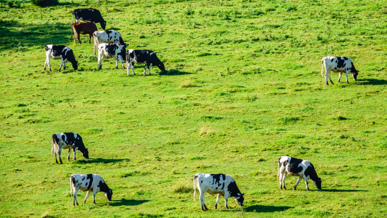 Dairy Together Calls For Fair Prices