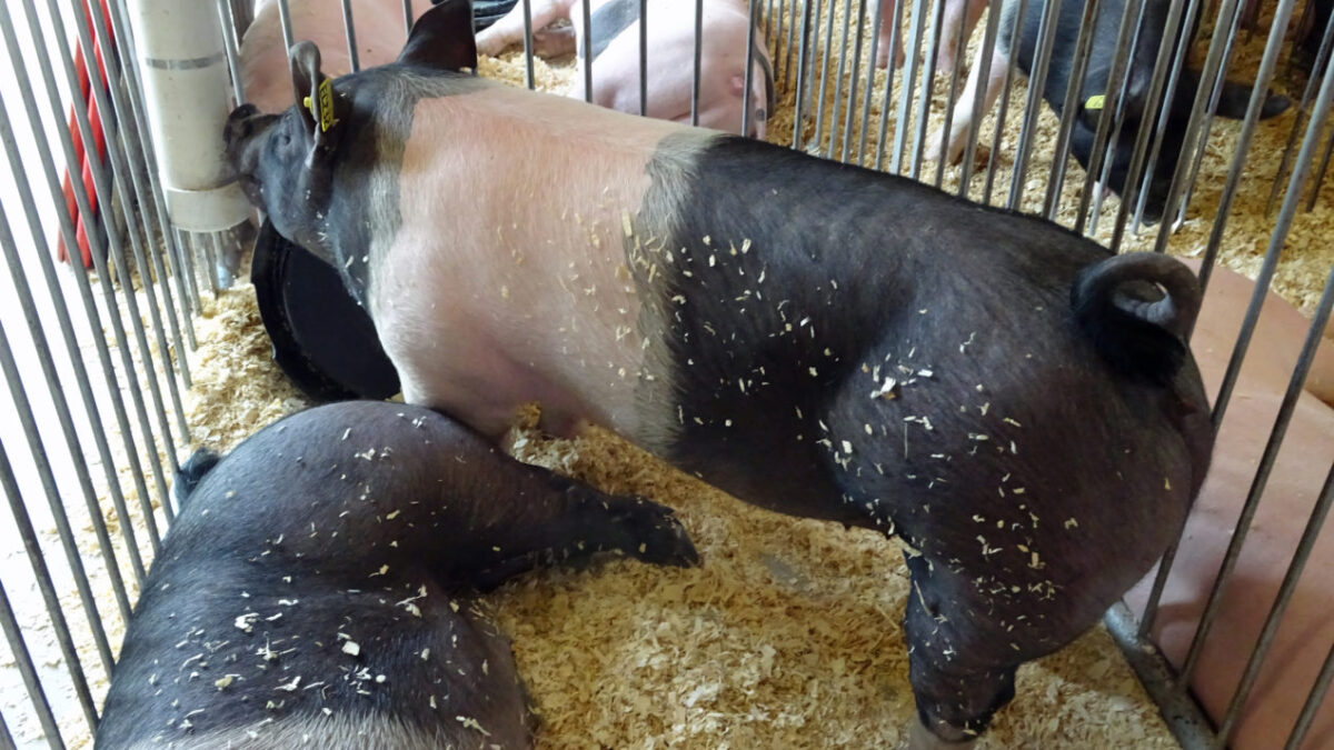 Do You Have Freezer Space For That Fair Animal?