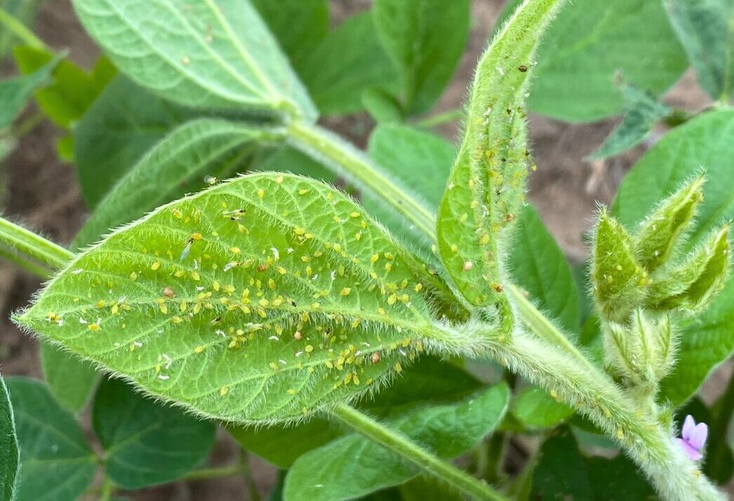 Prioritize Soybean Aphid Scouting