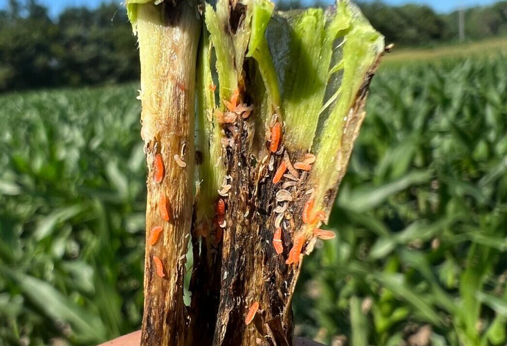 Keeping An Eye On Midges & Leafminers