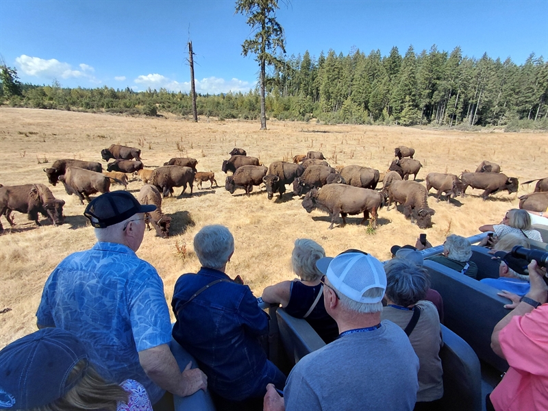 Farming On An Island – Morning Star Bison