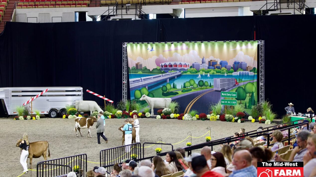 Creating World Dairy Expo Showring Success