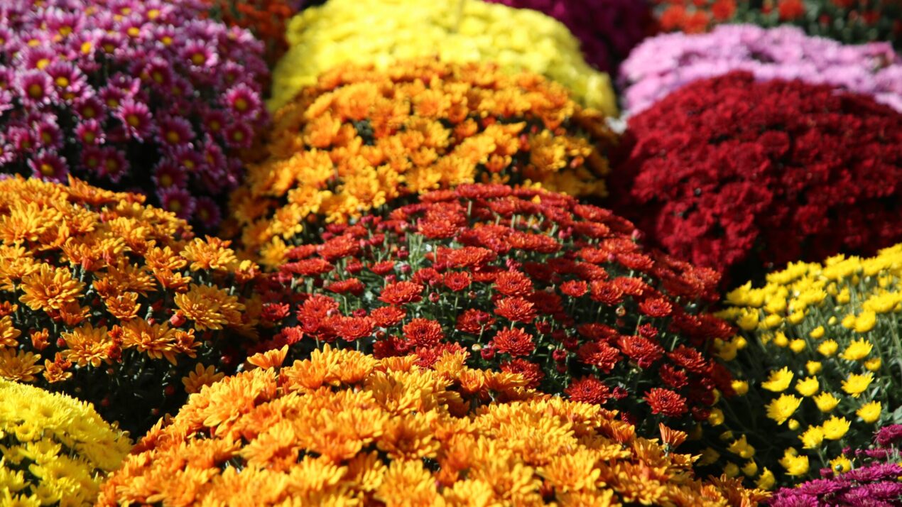 From $5 To 37,000 Mums