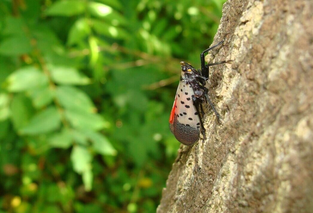 Close Calls, But No Spotted Lanternfly In WI