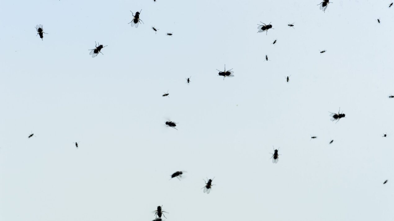 Labor-Free Fly Control Starts Early