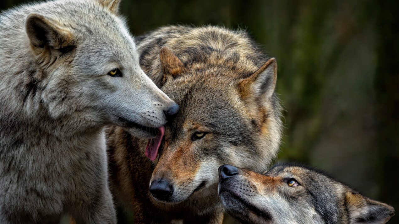 New Study: Will Killing Wolves Protect Wisconsin Livestock?