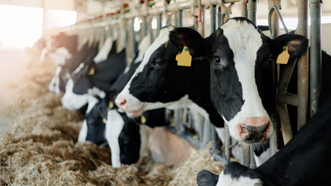 Wisconsin’s Livestock Stays HPAI Negative