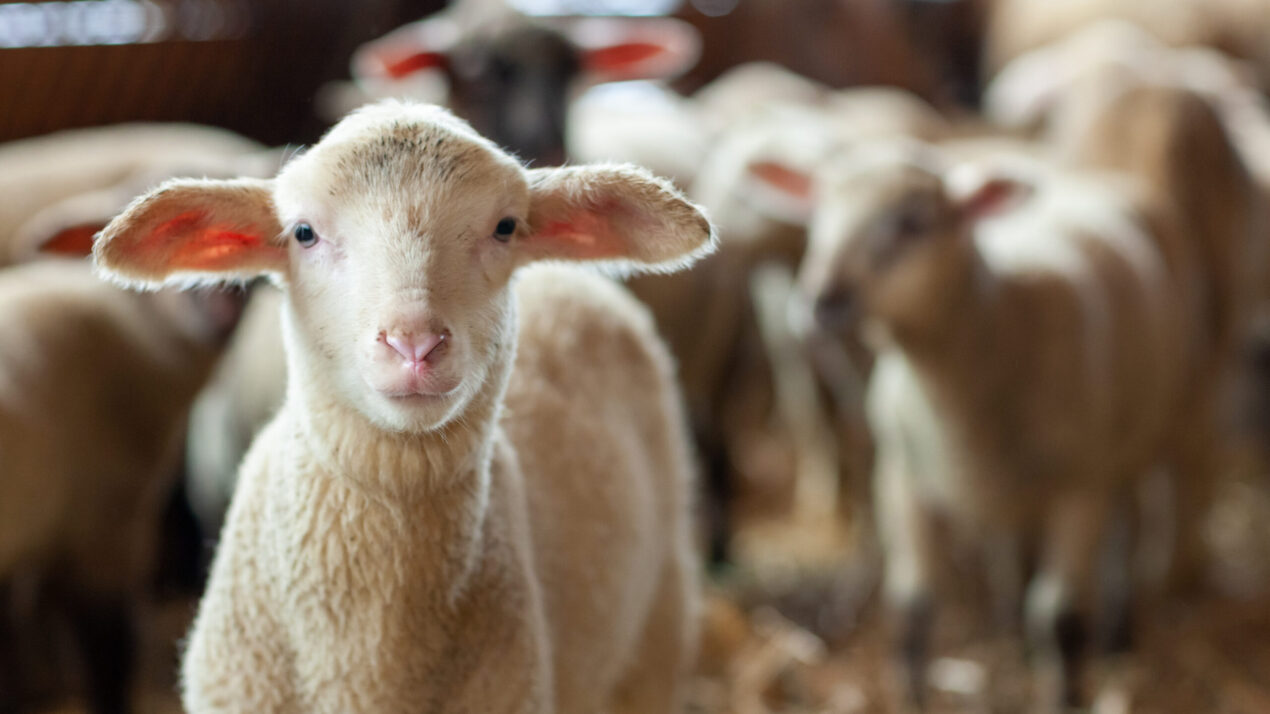 Lamb Prices Hold Firm