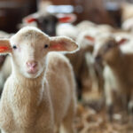 Lamb Exports Up 52% From Last Year