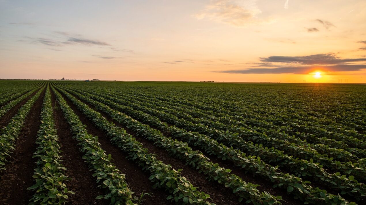 Two Seats Open On Soybean Marketing Board