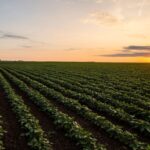 More Crush Plants Provide Optimism For Soybean Industry