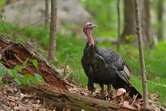 DNR Places Emphasis On Safety As Spring Turkey Season Starts