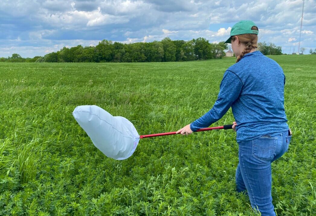 Alfalfa Weevil Egg Hatch Is On