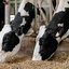 UW Brings Back Badger Dairy Camp