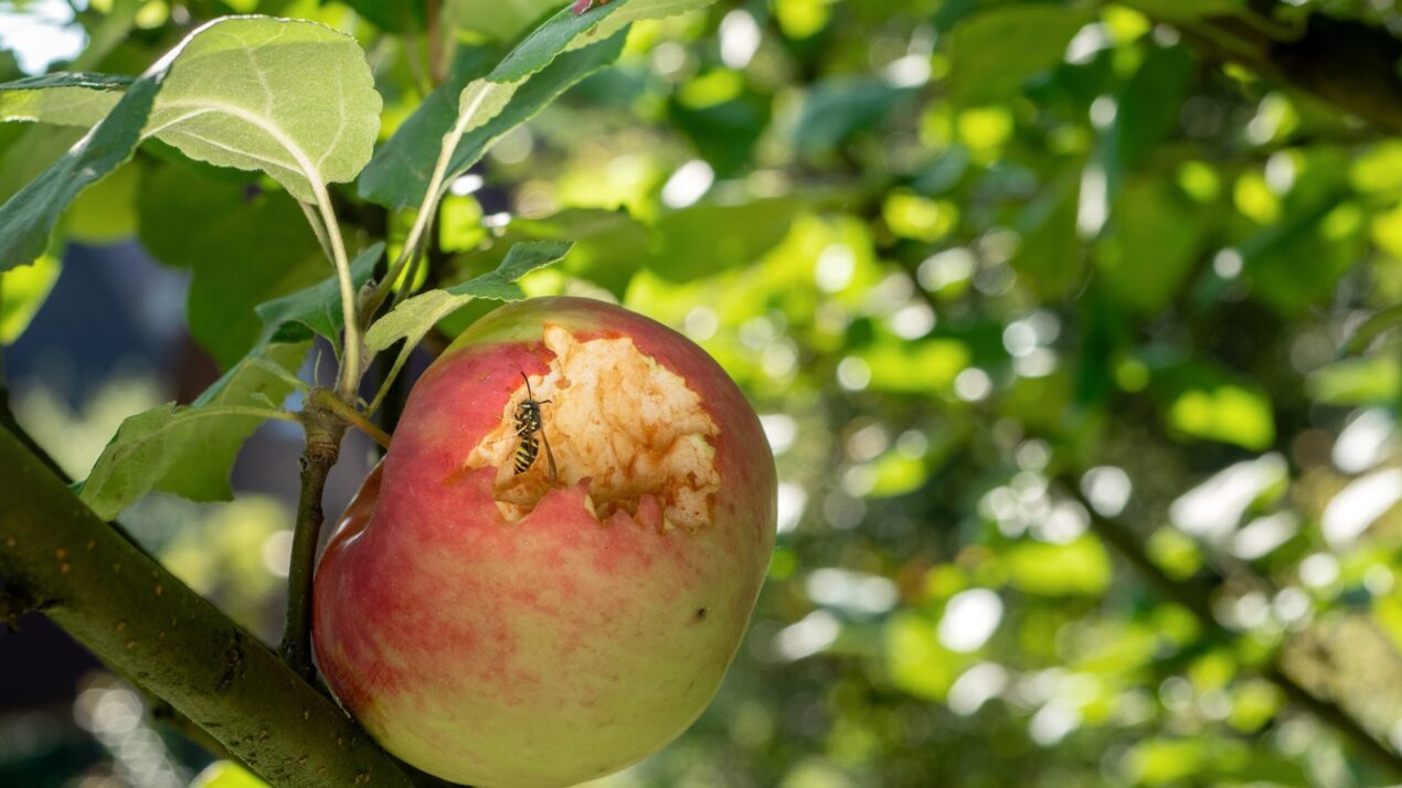Apple Orchards Work Together To Track Pests - Mid-West Farm Report