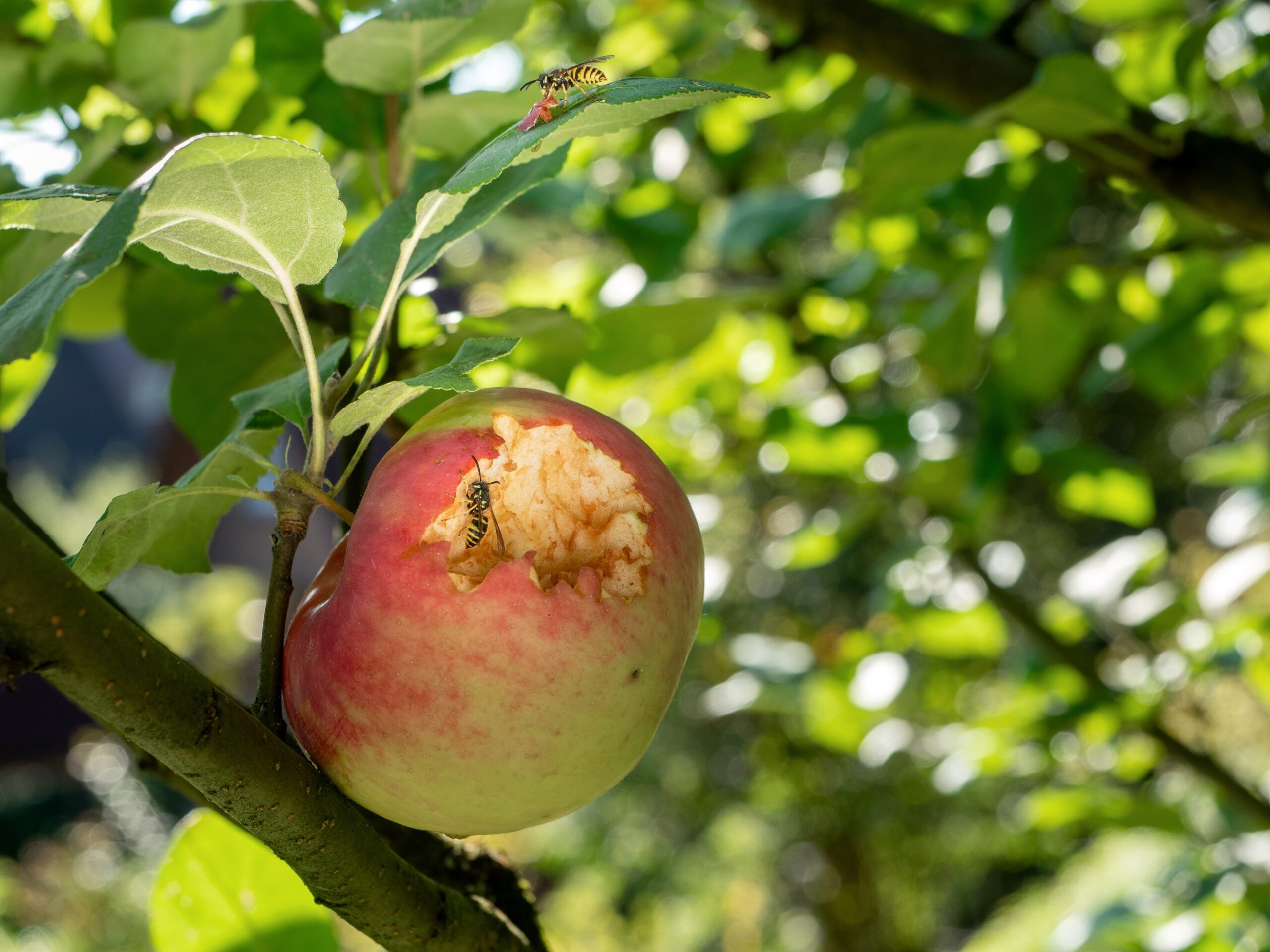 Apple Orchards Work Together To Track Pests - Mid-West Farm Report