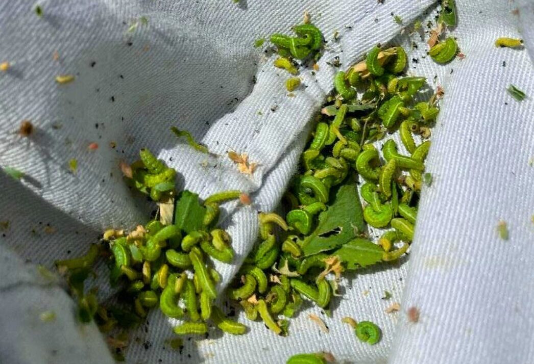 Alfalfa Weevil Risk Shifts North
