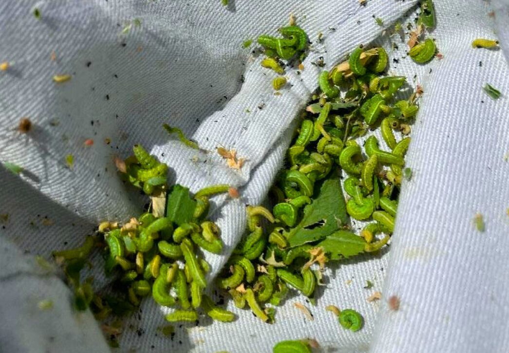 Alfalfa Weevil Risk Shifts North