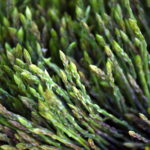 Weather Cuts Asparagus Crop In Half