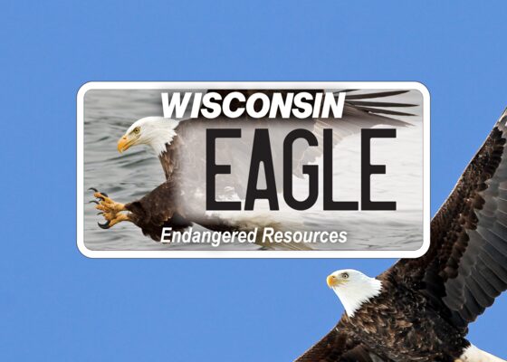 Celebrating National Eagle Day