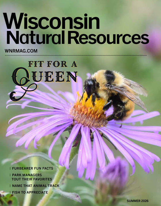 Bumble Bees Cover DNR Magazine