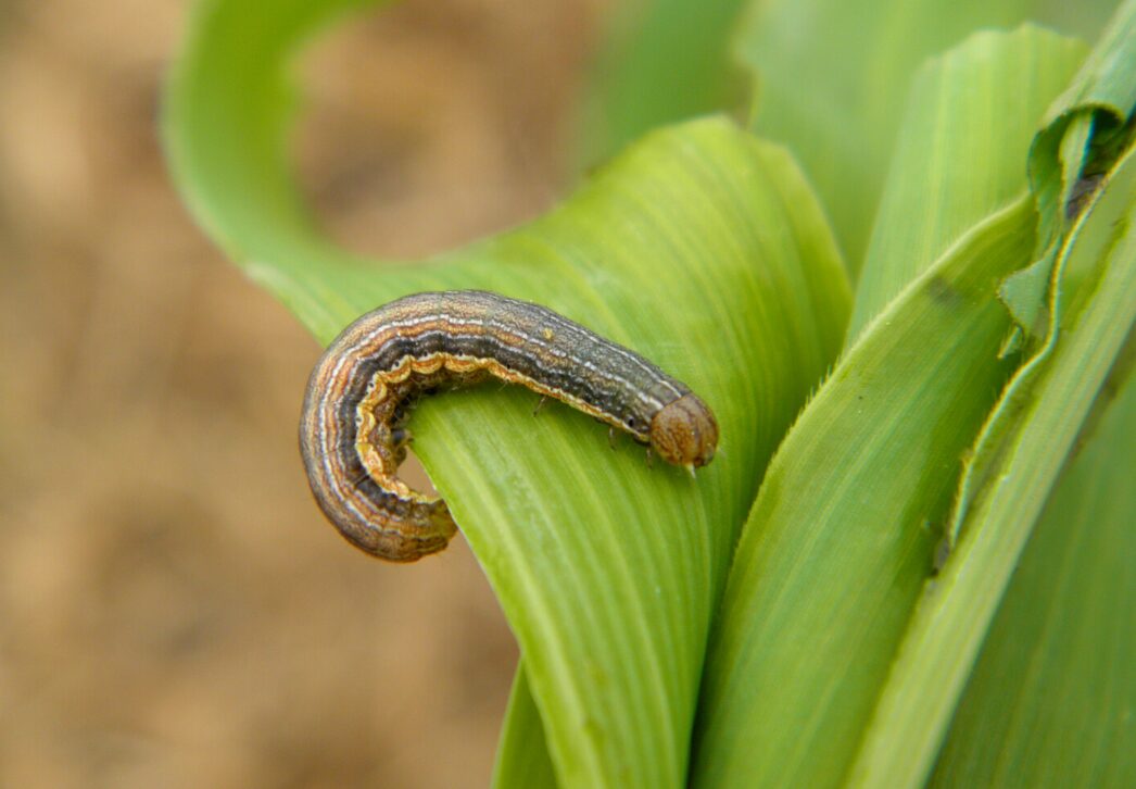 June Is Prime Time To Scout For Armyworms