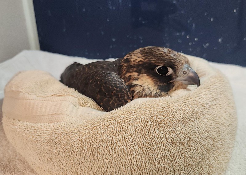 Community Rallies To Help Peregrine Falcons