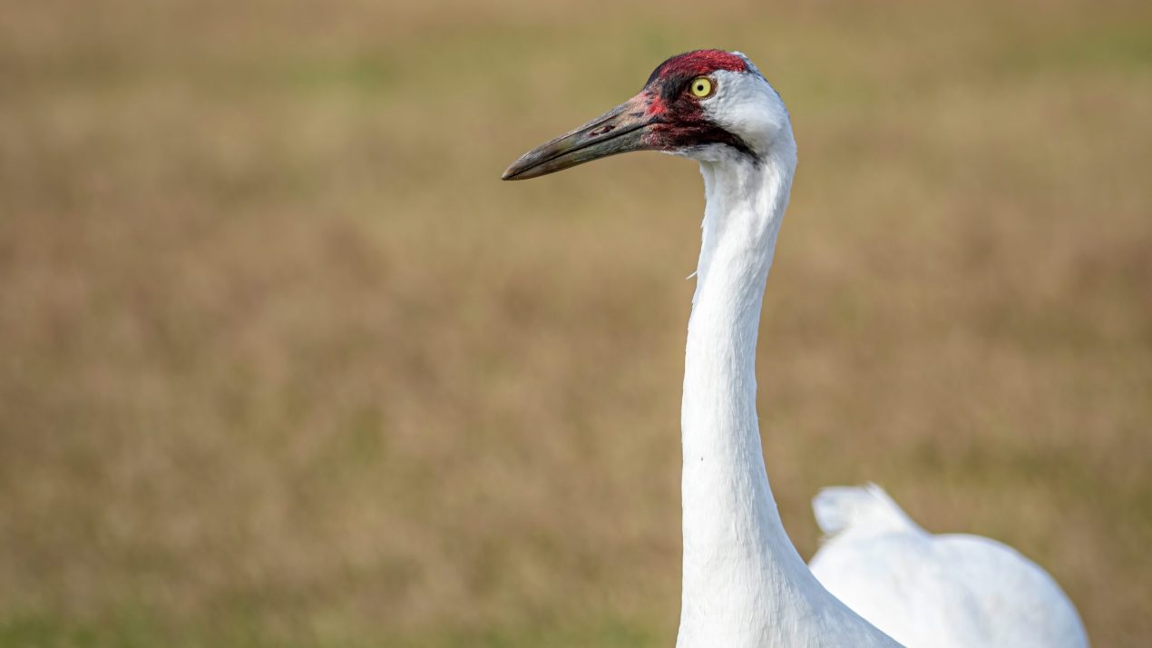Language Change Worries Whooping Crane Foundation