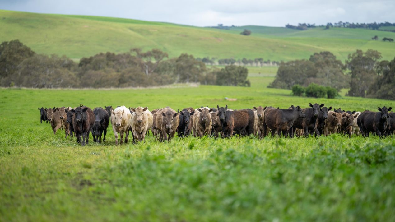 Heat Will Influence Livestock Markets And Movement