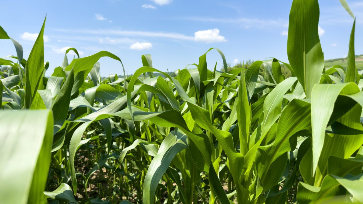 Boots-On-The-Ground Crop Condition Report